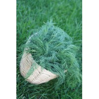 Herbette Aneth (France)