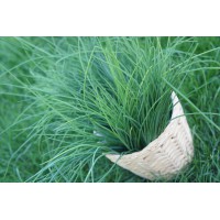 Herbette Ciboulette (Genève)