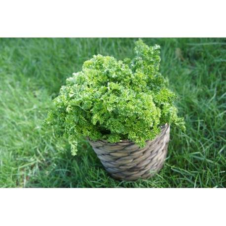 Persil frisé