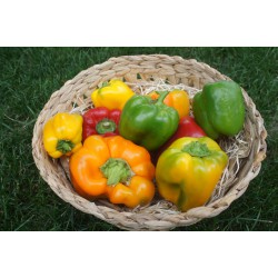 Poivrons colorés