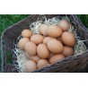 Oeufs frais (VD)