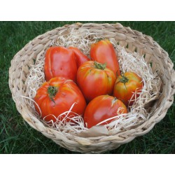 Tomates coeur de boeuf