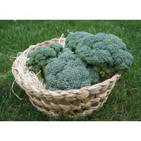 Brocoli (Italie)