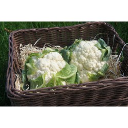 Chou fleur