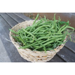 Haricot vert