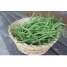 Haricot vert (Italie)