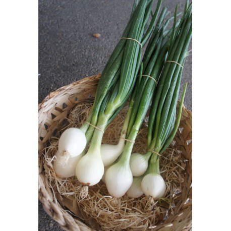 Oignons botte