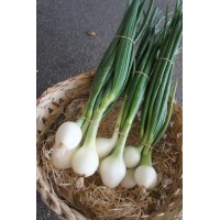 Oignon nouveau botte (Italie)