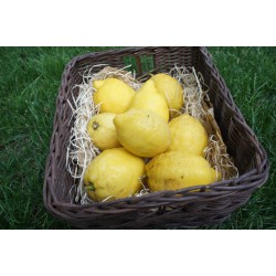 Citron non traité zeste