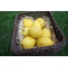 Citron non traité zeste